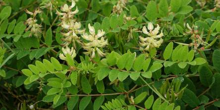 Everything You Need to Know About Astragalus