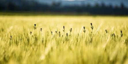 corn field