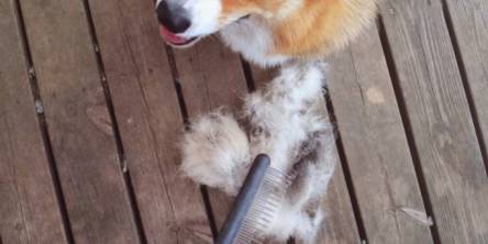 Pet Hair Cleaning Tips to Help with Spring Shedding