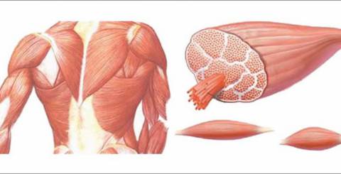 Muscular-Dystrophy